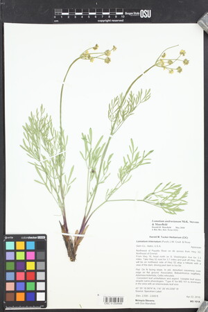 Lomatium andrusianum image