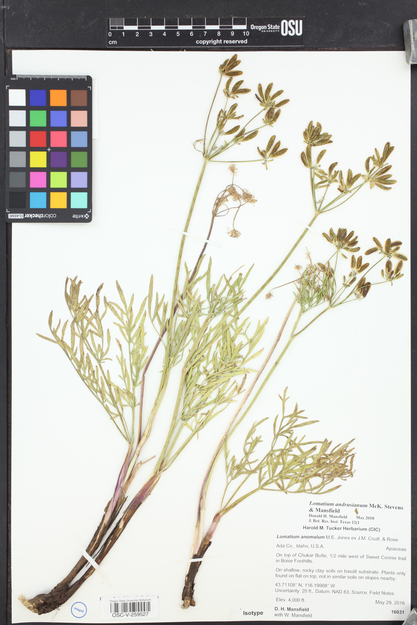 Lomatium andrusianum image
