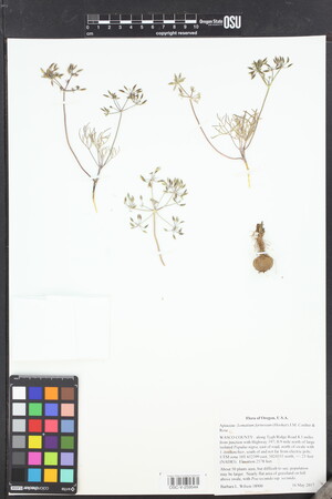 Image of Lomatium farinosum