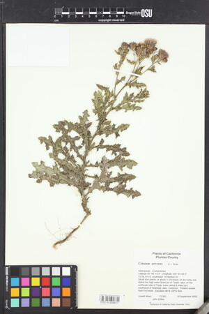 Image of Cirsium arvense