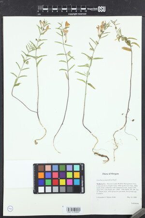 Image of Scutellaria angustifolia