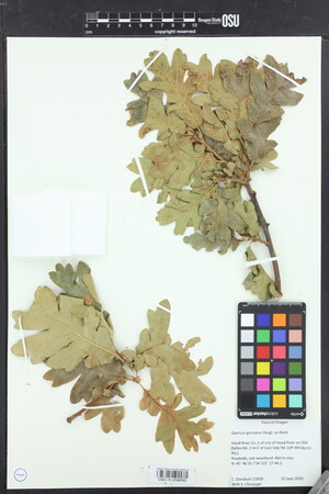 Image of Quercus garryana
