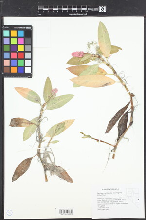 Persicaria amphibia subsp. laevimarginata image