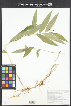 Image of Maianthemum stellatum