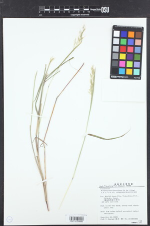 Bothriochloa parviflora image