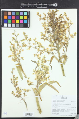 Image of Veratrum californicum