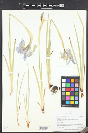 Image of Iris missouriensis