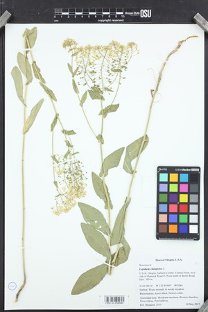 Image of Lepidium chalepense