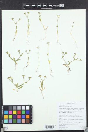 Valerianella eriocarpa image