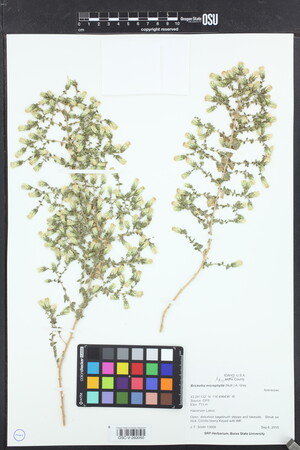 Image of Brickellia microphylla