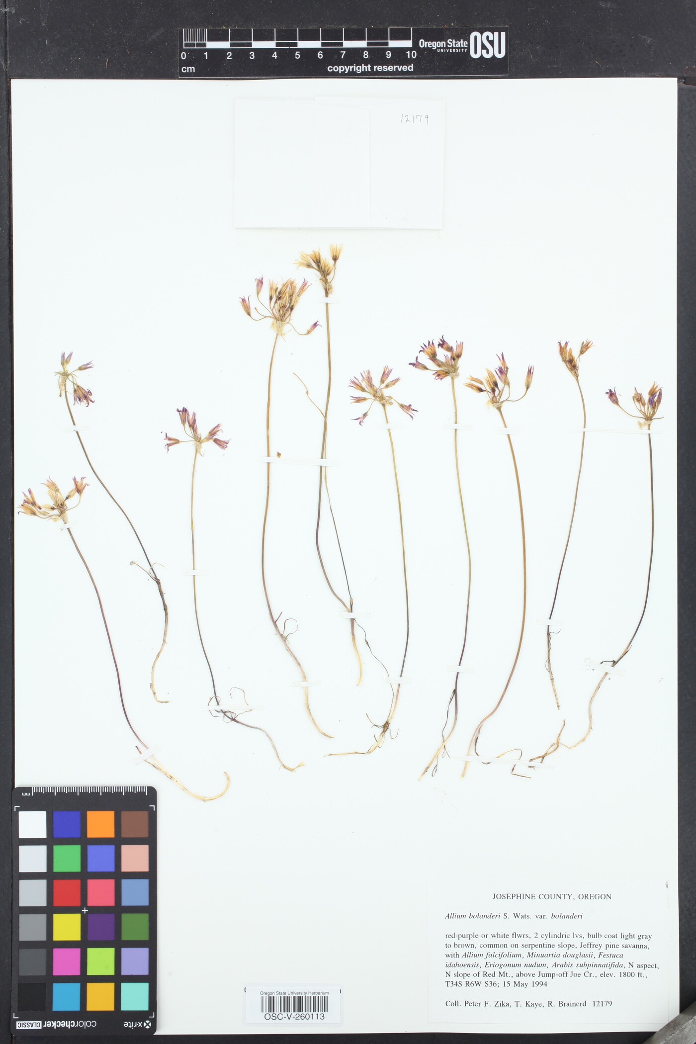 Allium bolanderi var. bolanderi image
