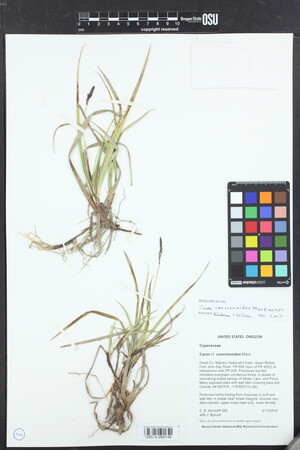 Image of Carex concinnoides