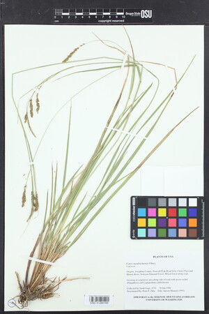 Image of Carex mendocinensis