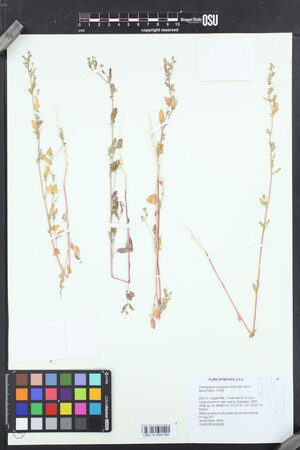 Image of Chenopodium hians