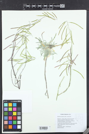 Boechera cobrensis image