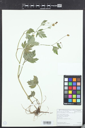 Image of Ranunculus macounii