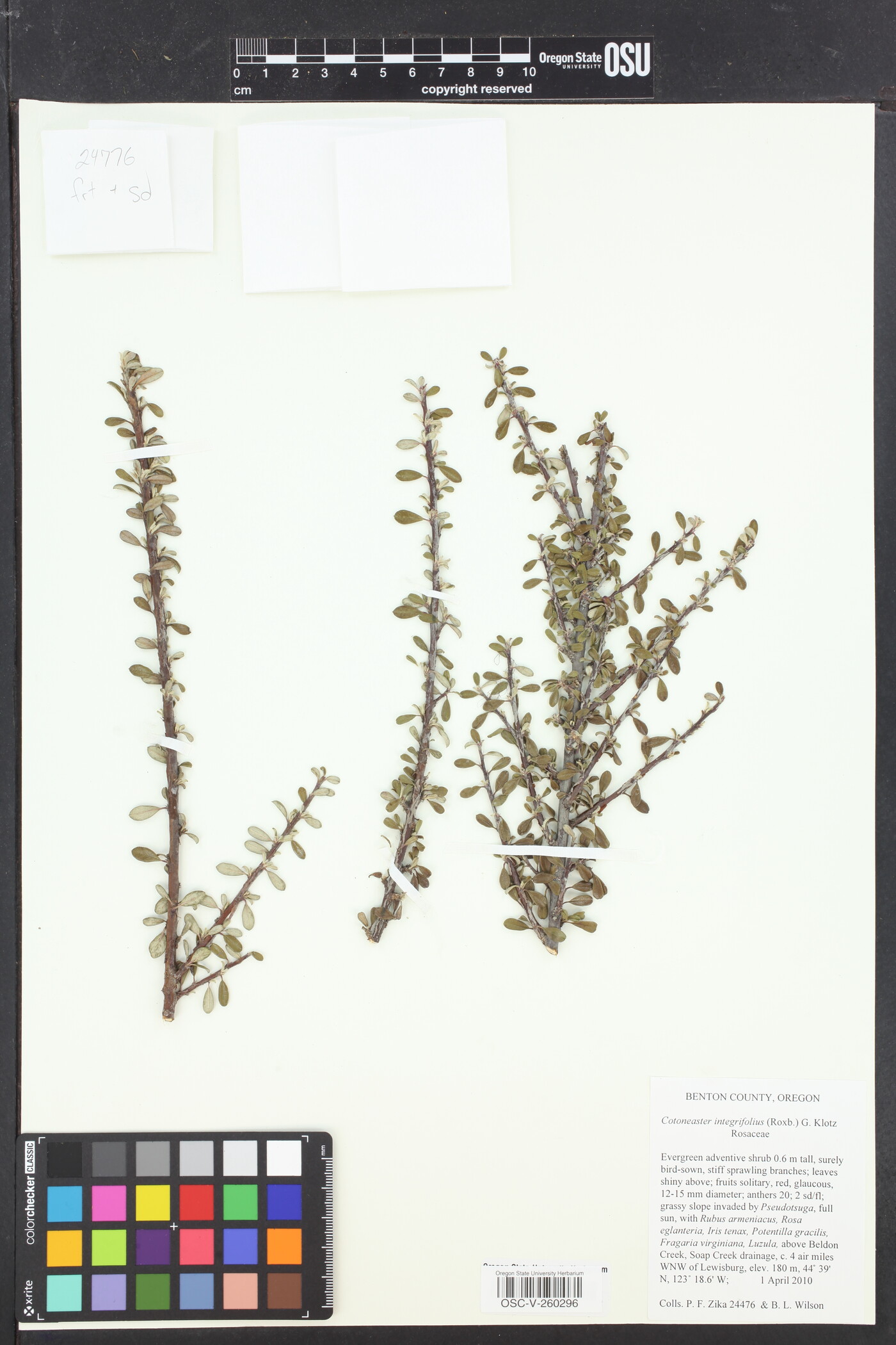 Cotoneaster integrifolius image