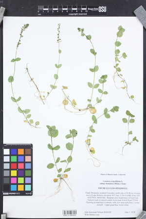 Image of Veronica serpyllifolia