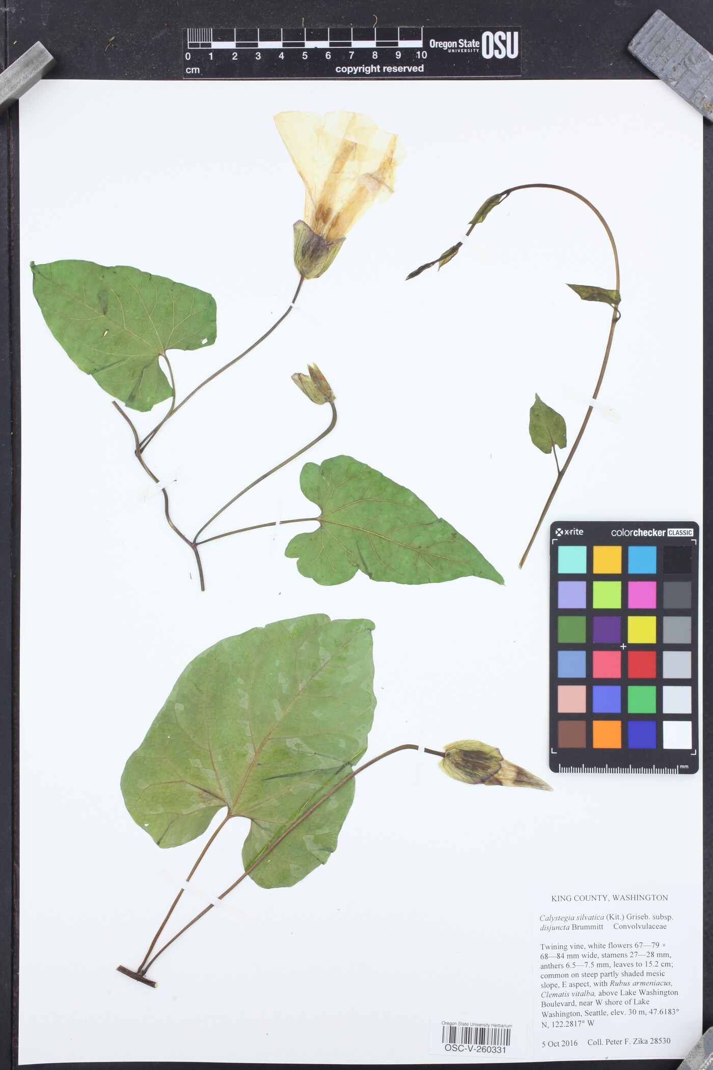 Calystegia silvatica subsp. disjuncta image