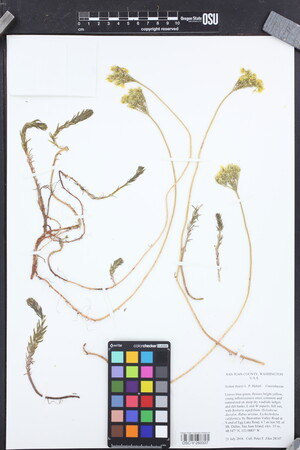 Petrosedum orientale image