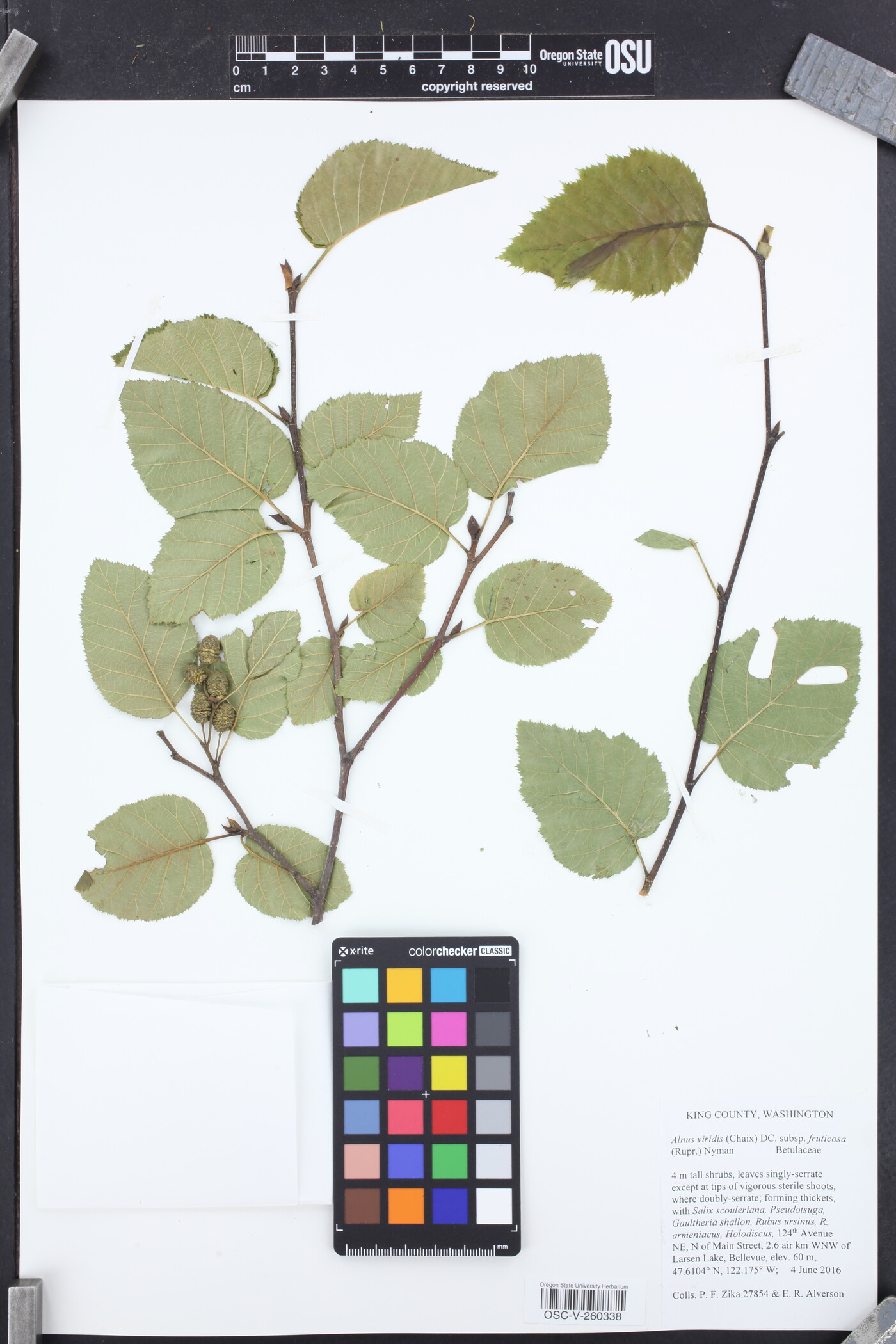 Alnus alnobetula image