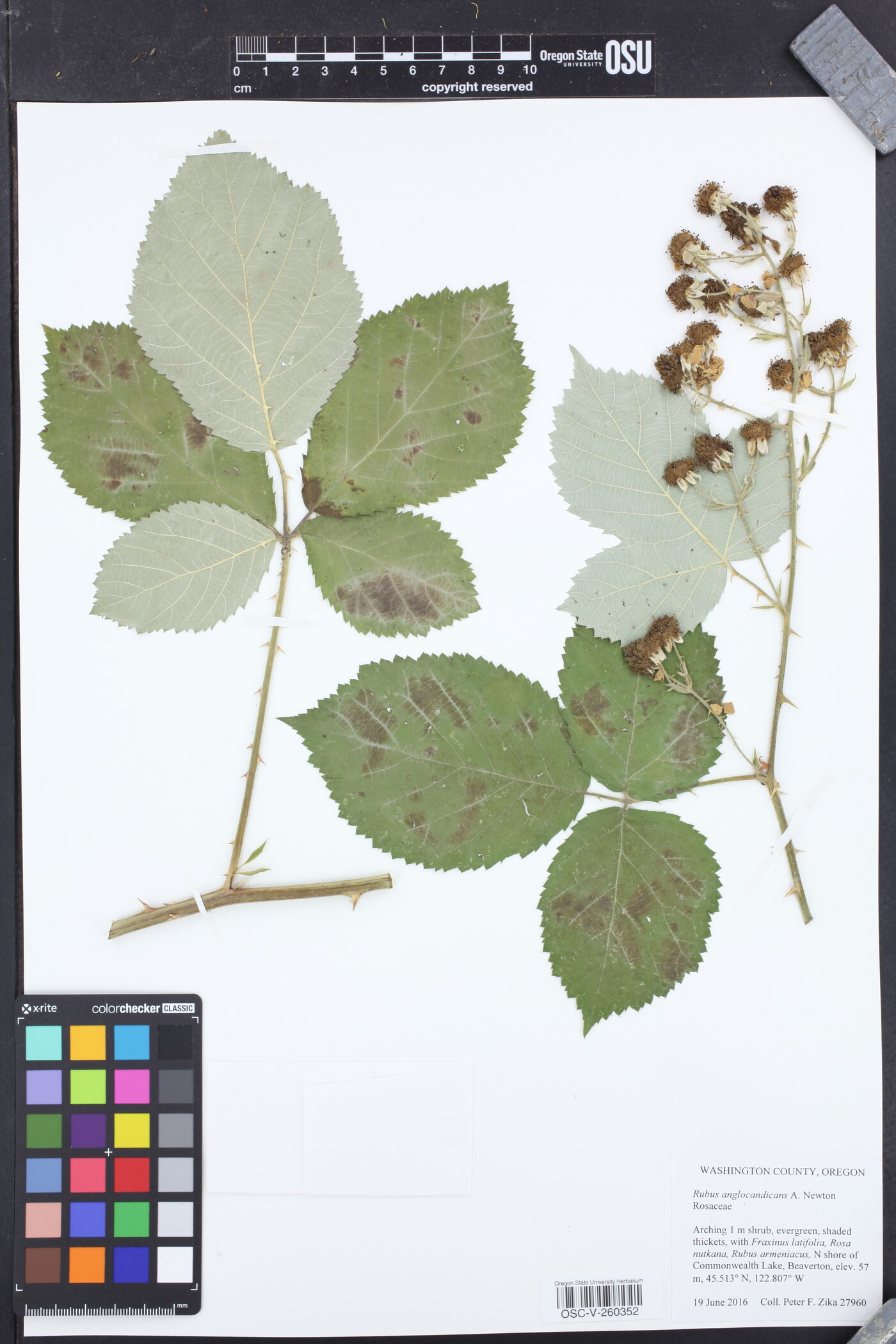 Rubus anglocandicans image