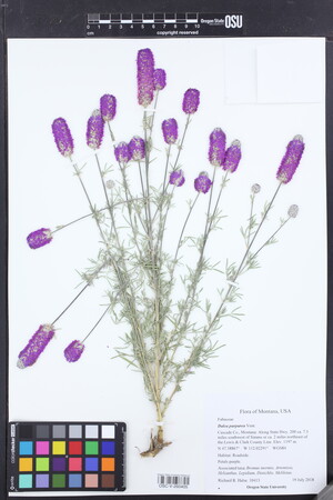 Image of Dalea purpurea