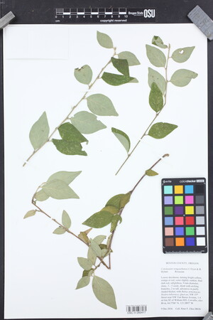 Cotoneaster tengyuehensis image