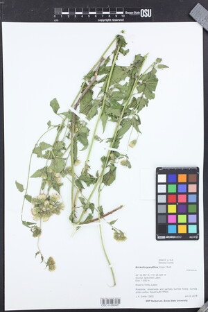 Image of Brickellia grandiflora