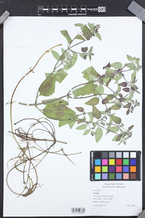 Image of Mentha × verticillata