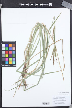Image of Carex boryana