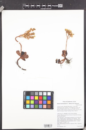 Sedum obtusatum boreale image