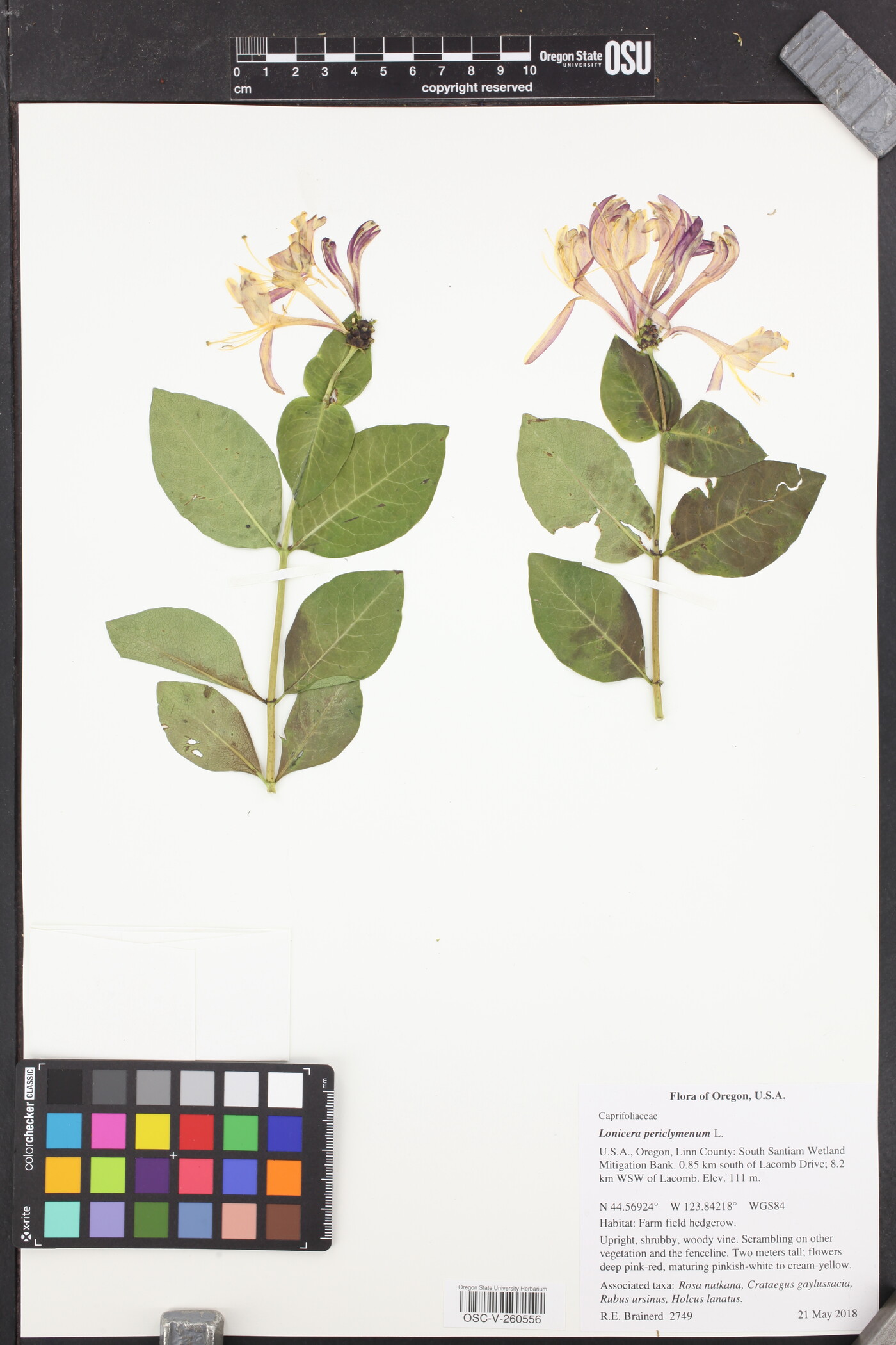 Lonicera periclymenum image