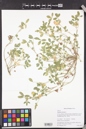 Image of Trifolium retusum