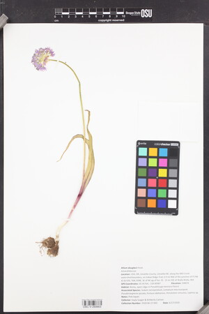 Image of Allium douglasii