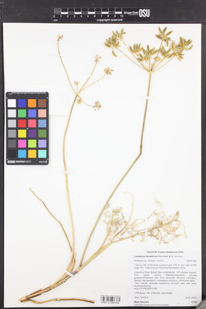 Lomatium brunsfeldianum image