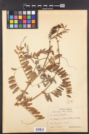 Image of Vicia gigantea