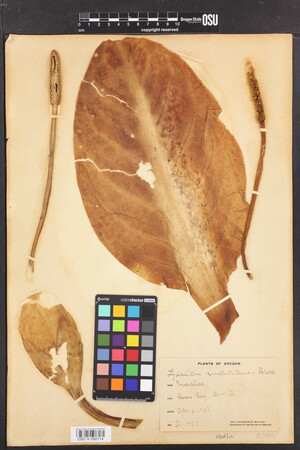 Image of Lysichiton americanus