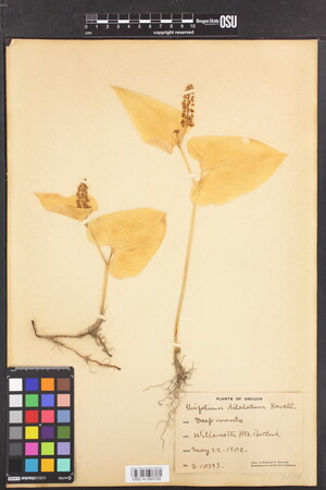 Image of Maianthemum dilatatum