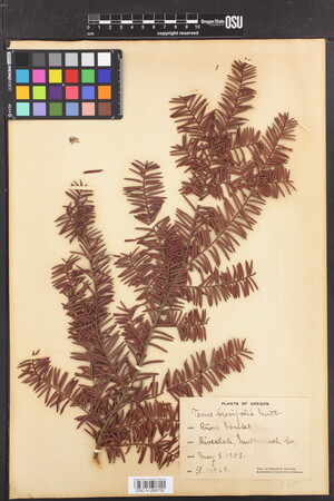 Image of Taxus brevifolia