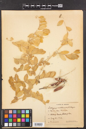 Image of Lathyrus japonicus