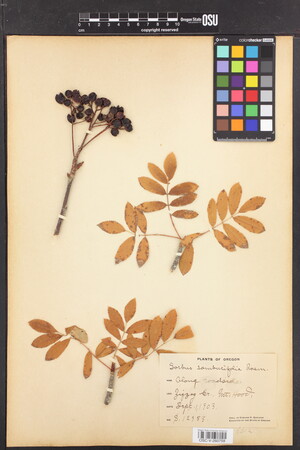 Image of Sorbus scopulina