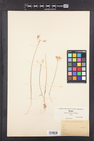 Allium bolanderi image