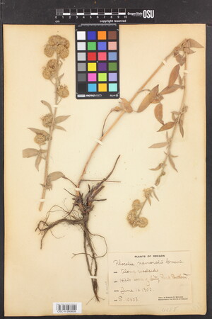 Image of Phacelia nemoralis