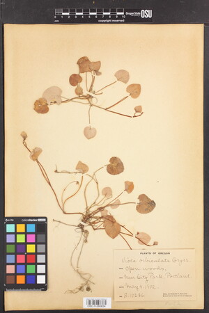 Image of Viola orbiculata