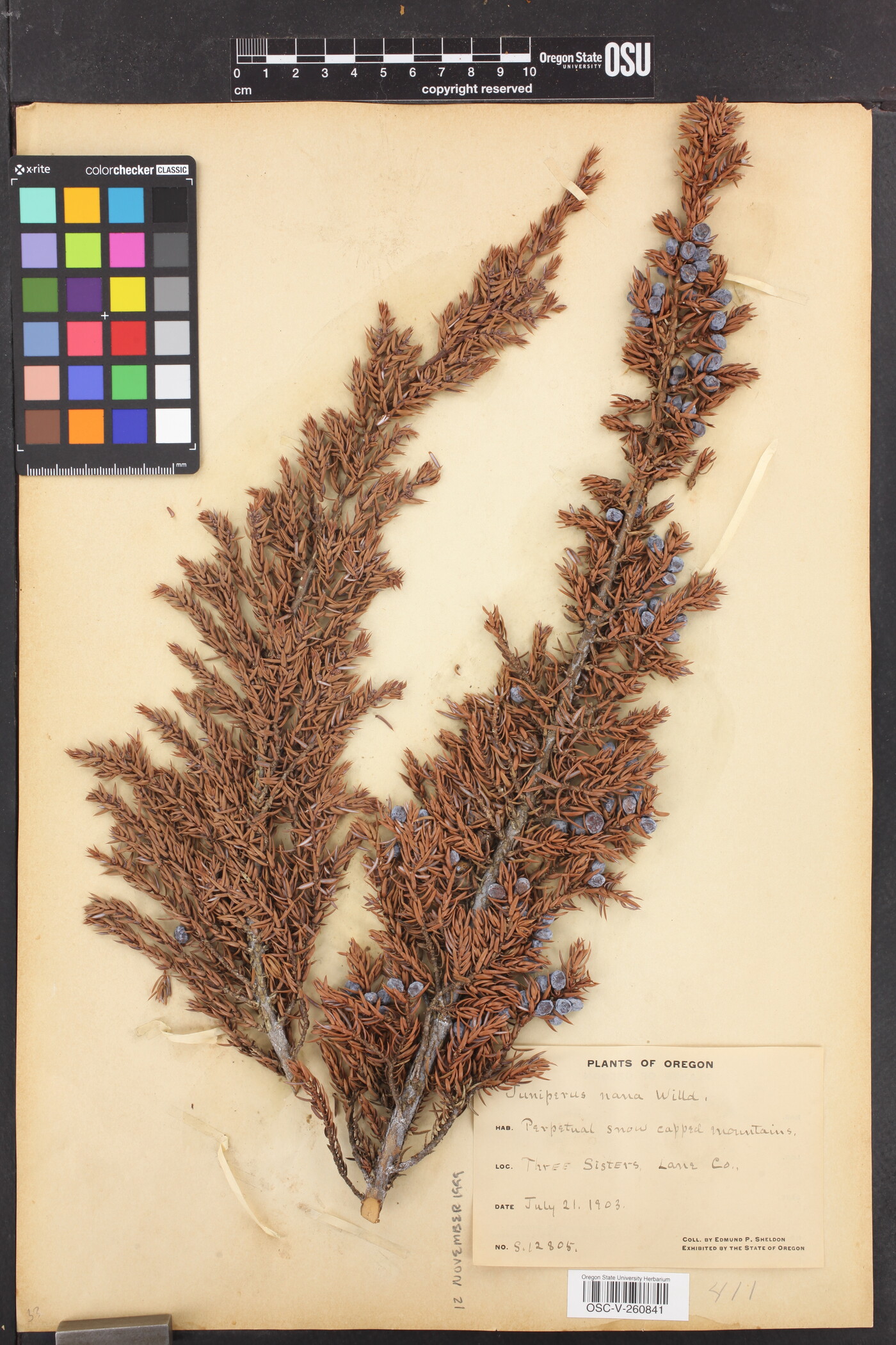 Juniperus communis var. kelleyi image