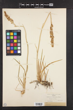 Image of Narthecium californicum