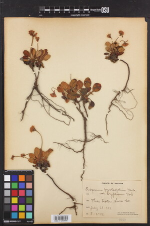 Image of Eriogonum pyrolifolium