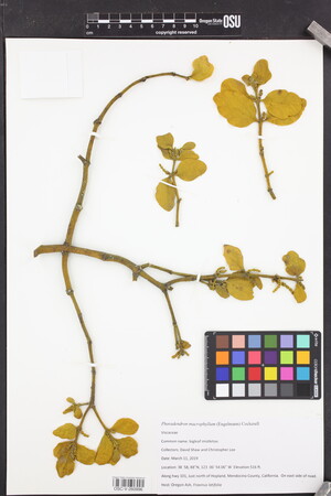 Image of Phoradendron macrophyllum