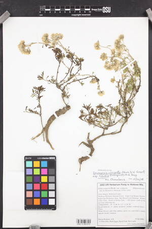 Ipomopsis congesta subsp. viridis image